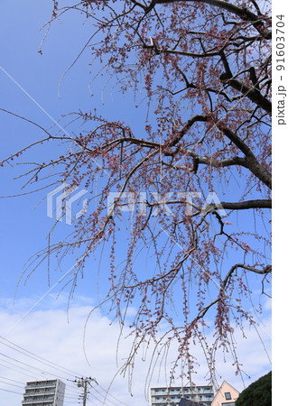 谷中七福神布袋の東京都荒川区の修性院の枝垂れ桜 谷中七福神布袋の東京都荒川区の修性院の枝垂れ桜 91603704
