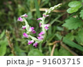 ネジバナの花のアップ 91603715