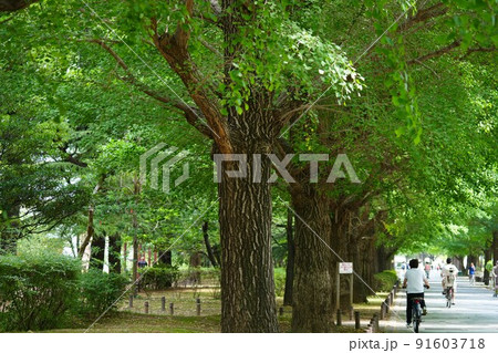 光が丘メインストリートの街路樹 光が丘メインストリートの街路樹 91603718
