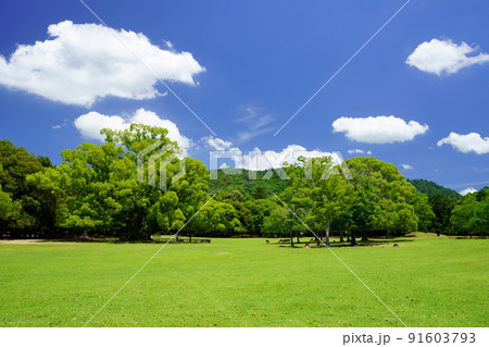 梅雨明けの日・爽やかな奈良公園・飛火野・大きなクスノキ 91603793
