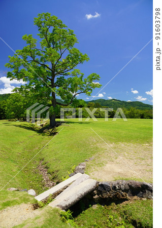 梅雨明けの日・爽やかな奈良公園・飛火野・ナンキンハゼ 梅雨明けの日・爽やかな奈良公園・飛火野・ナンキンハゼ 91603798