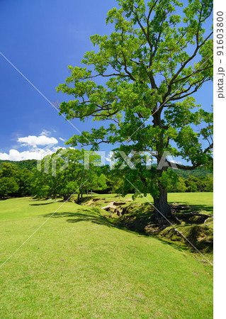 梅雨明けの日・爽やかな奈良公園・飛火野・ナンキンハゼ 梅雨明けの日・爽やかな奈良公園・飛火野・ナンキンハゼ 91603800