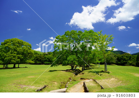梅雨明けの日・爽やかな奈良公園・飛火野・ナンキンハゼ 91603803