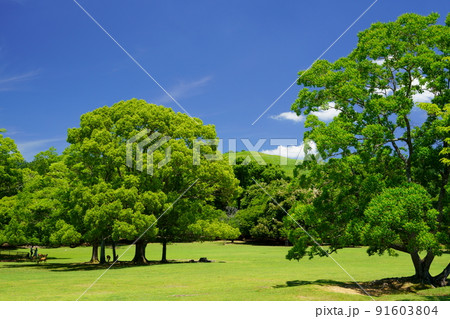 梅雨明けの日・爽やかな奈良公園・飛火野・鹿の影 91603804