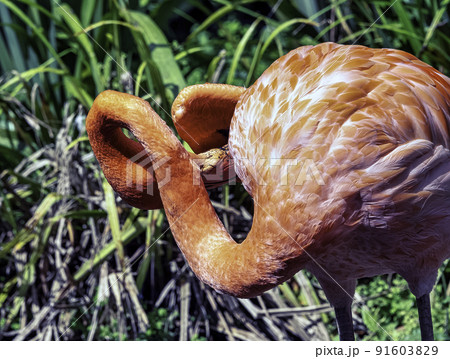Phoenicopterus ruber known as Caribbean flamingo 91603829