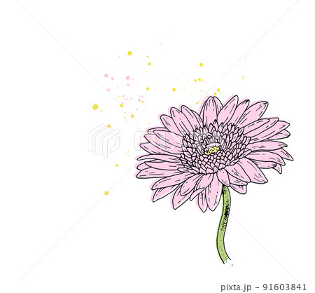 ピンクのガーベラの花のイラスト ピンクのガーベラの花のイラスト 91603841