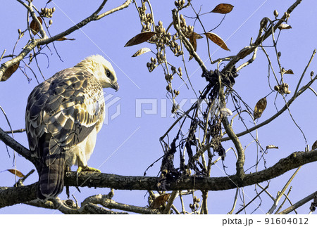Young changeable hawk-eagle (Nisaetus cirrhatus) 91604012