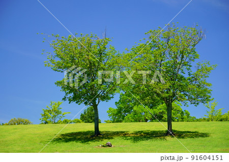梅雨明けの日・爽やかな奈良公園・飛火野 梅雨明けの日・爽やかな奈良公園・飛火野 91604151