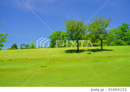 梅雨明けの日・爽やかな奈良公園・飛火野 91604152