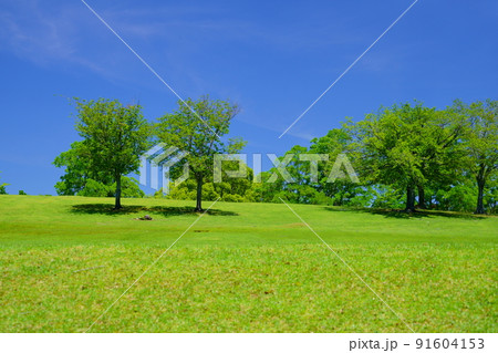 梅雨明けの日・爽やかな奈良公園・飛火野 91604153