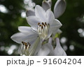 オオバギボウシの花のクローズアップ 91604204
