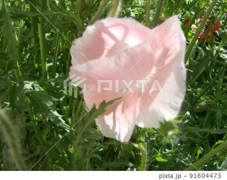Detail of flowering opium poppy in Latin papaver somniferum, poppy field, white colored poppy Detail of flowering opium poppy in Latin papaver somniferum, poppy field, white colored poppy 91604473
