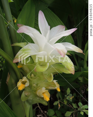 ウコンの花 91604635