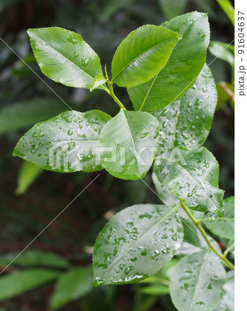 アラビアチャノキの葉 91604637