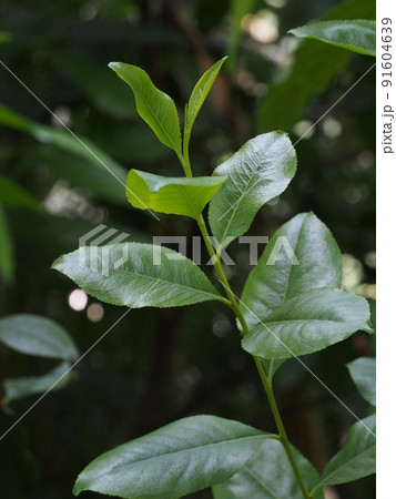 アラビアチャノキの葉 アラビアチャノキの葉 91604639