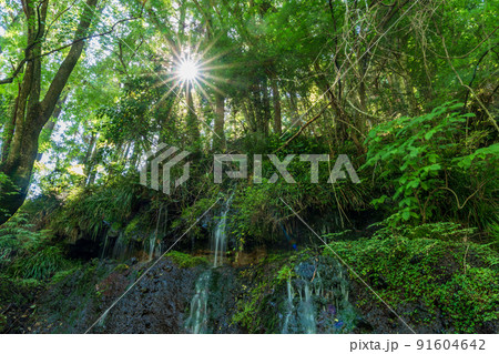 （静岡県）陣馬の滝　木漏れ日 91604642