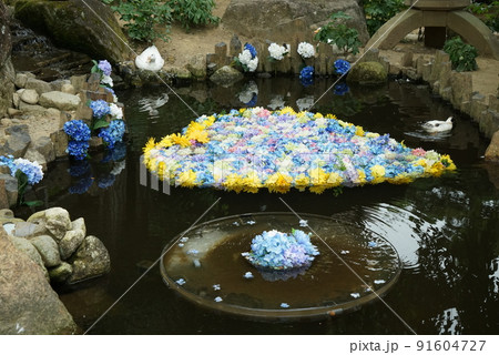 雨引観音 あじさい祭り 雨引観音 あじさい祭り 91604727