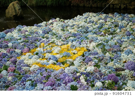 雨引観音 あじさい祭り 雨引観音 あじさい祭り 91604731