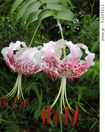 タキユリ（カノコユリ）の花 91604813