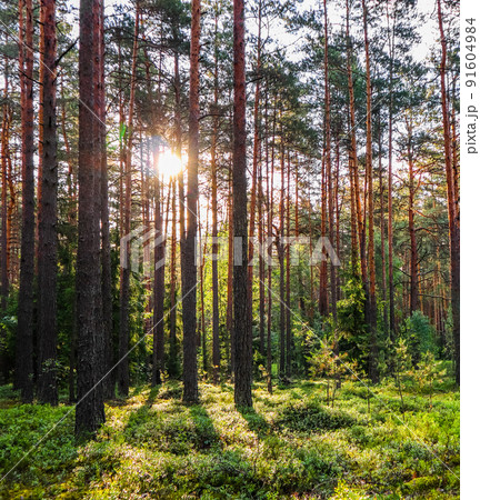 Sunlight on trees in a pine forest at sunset. Summer nature landscape. Sunlight on trees in a pine forest at sunset. Summer nature landscape. 91604984