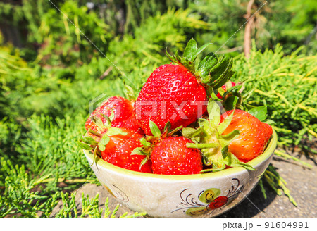 Large ripe red juicy strawberries in a bowl in the home garden. Summertime healthy food concept. Large ripe red juicy strawberries in a bowl in the home garden. Summertime healthy food concept. 91604991