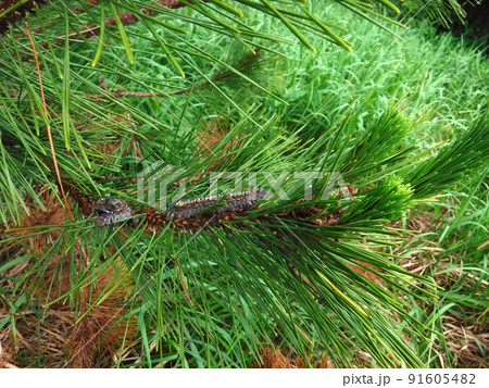 松を枯らす毒毛虫 マツカレハの幼虫 91605482