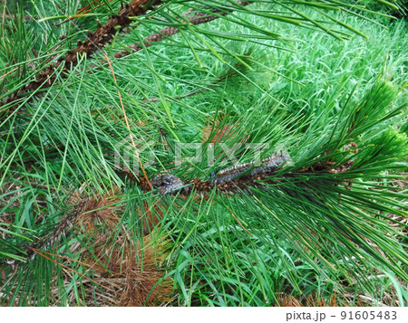 松を枯らす毒毛虫 マツカレハの幼虫 91605483