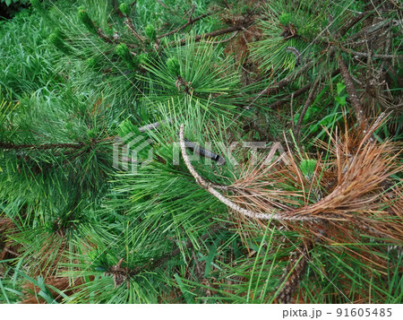 松を枯らす毒毛虫 マツカレハの幼虫 91605485