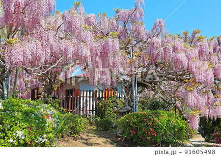 せらふじ園 91605498