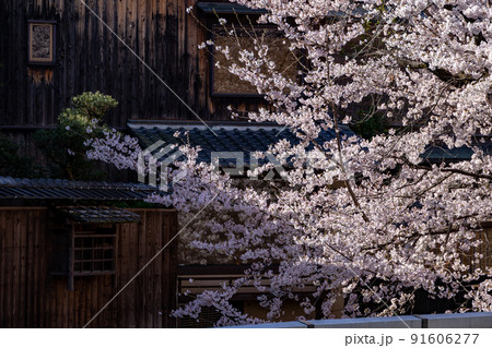 祇園白川の桜 91606277