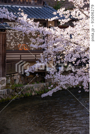 祇園白川の桜 91606279