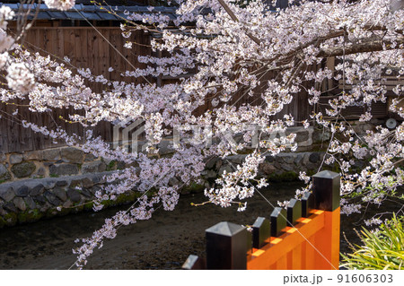 祇園白川の桜 91606303