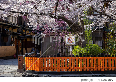 祇園白川の桜 祇園白川の桜 91606305