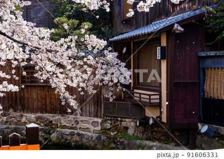 祇園白川の桜 91606331