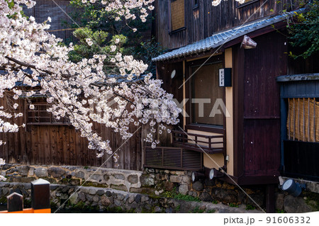 祇園白川の桜 祇園白川の桜 91606332