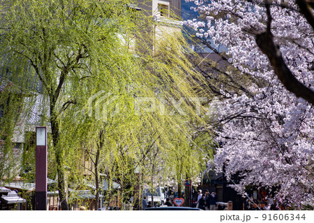 祇園白川の桜 91606344