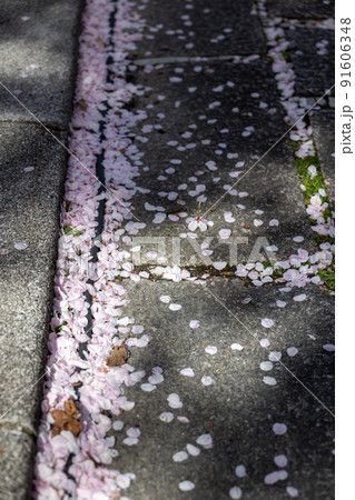 祇園白川の桜 祇園白川の桜 91606348
