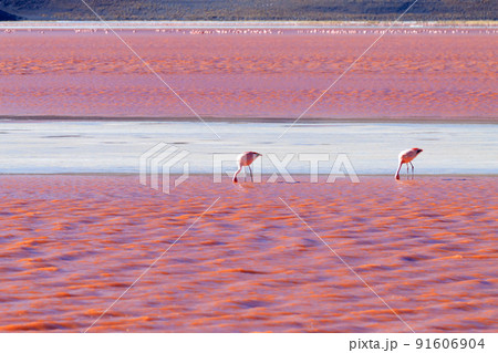 Laguna Colorada flamingos, Bolivia Laguna Colorada flamingos, Bolivia 91606904