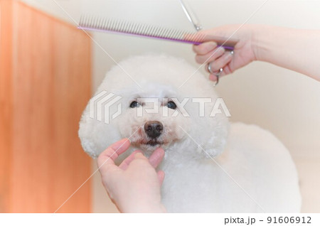 トイプードルのトリミング風景 91606912