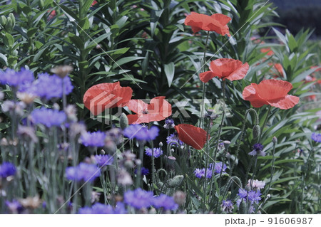トピーの花の接写 トピーの花の接写 91606987