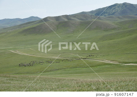 モンゴルの草原、山、動物、どこまでも続く道 モンゴルの草原、山、動物、どこまでも続く道 91607147