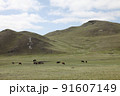 モンゴルの草原、山、動物、どこまでも続く道 91607149
