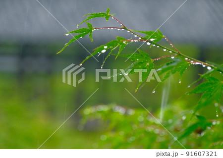 雨のイメージ 91607321