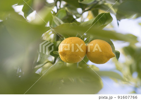 Lemons from orchard in the lemon tree,Patagonia Lemons from orchard in the lemon tree,Patagonia 91607766