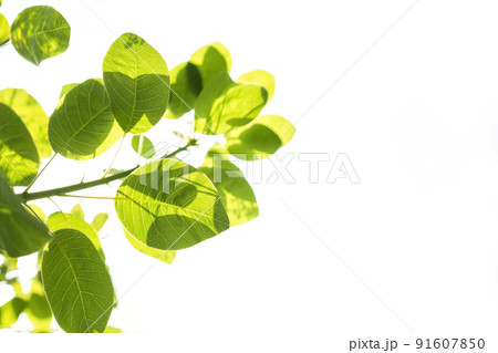 sun shines through green leaves with white sky background sun shines through green leaves with white sky background 91607850