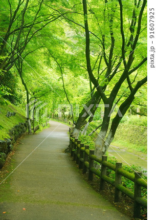 緑の森、北野天満宮 91607925