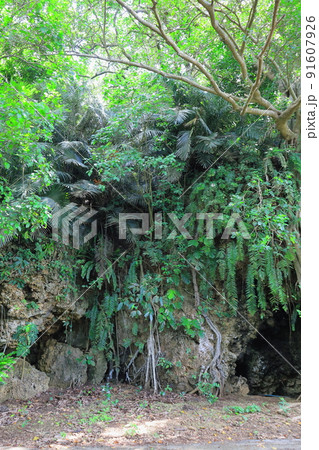 沖縄・石垣島 平久保サガリバナ植樹の森 沖縄・石垣島 平久保サガリバナ植樹の森 91607926