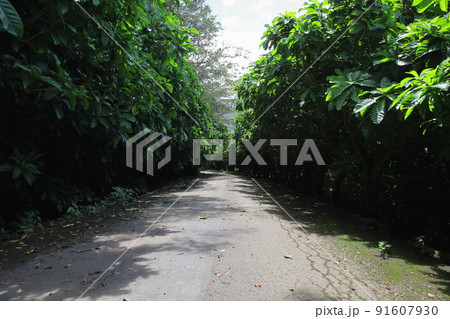 沖縄・石垣島　平久保サガリバナ植樹の森 91607930