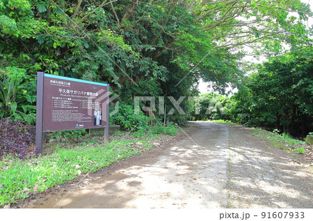 沖縄・石垣島 平久保サガリバナ植樹の森 案内板 沖縄・石垣島 平久保サガリバナ植樹の森 案内板 91607933