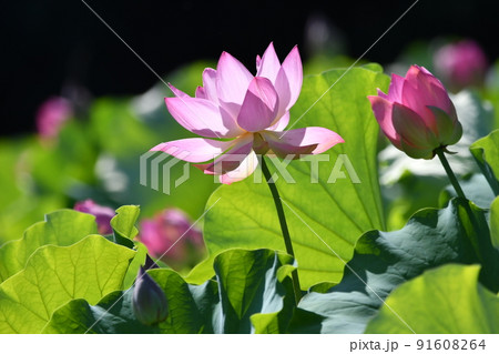 星名池のきれいな蓮の花 星名池のきれいな蓮の花 91608264